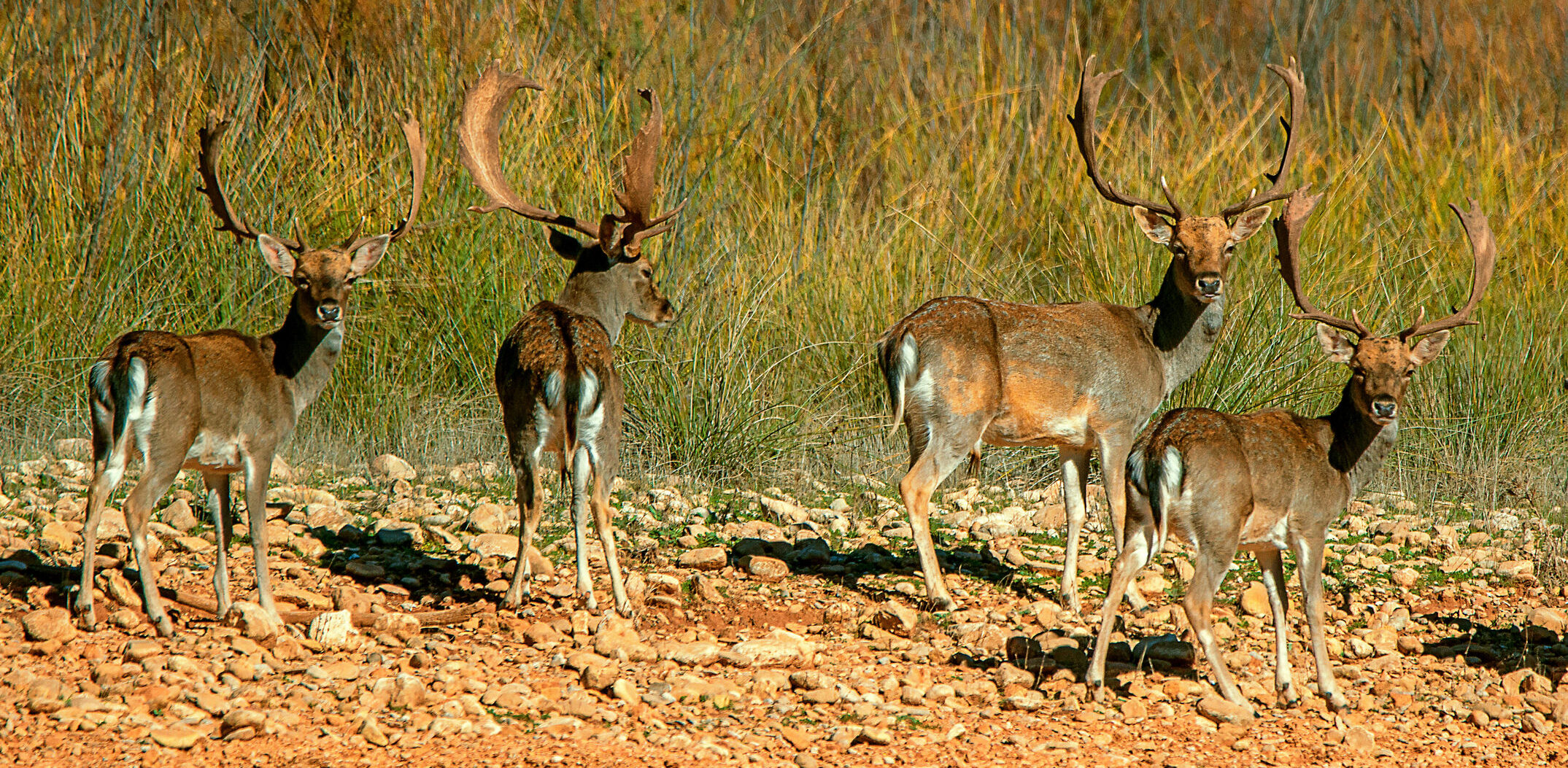 Damhirsche im Naturpark