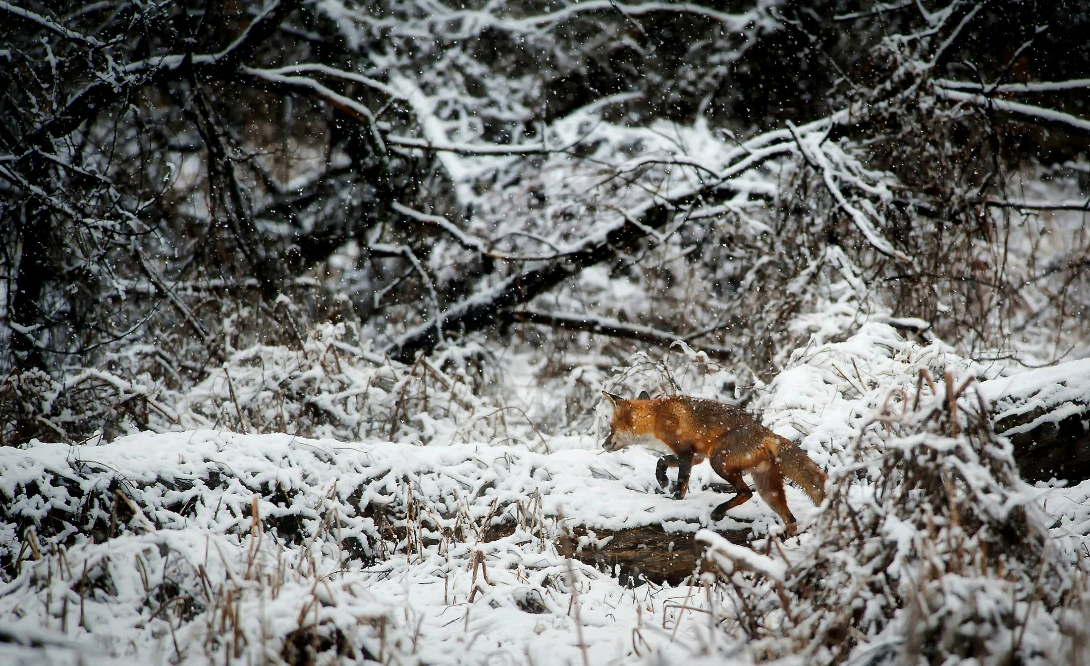 Jagdschein, Winterjagd